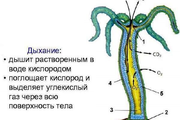 Кракен сайт krakendarknet top